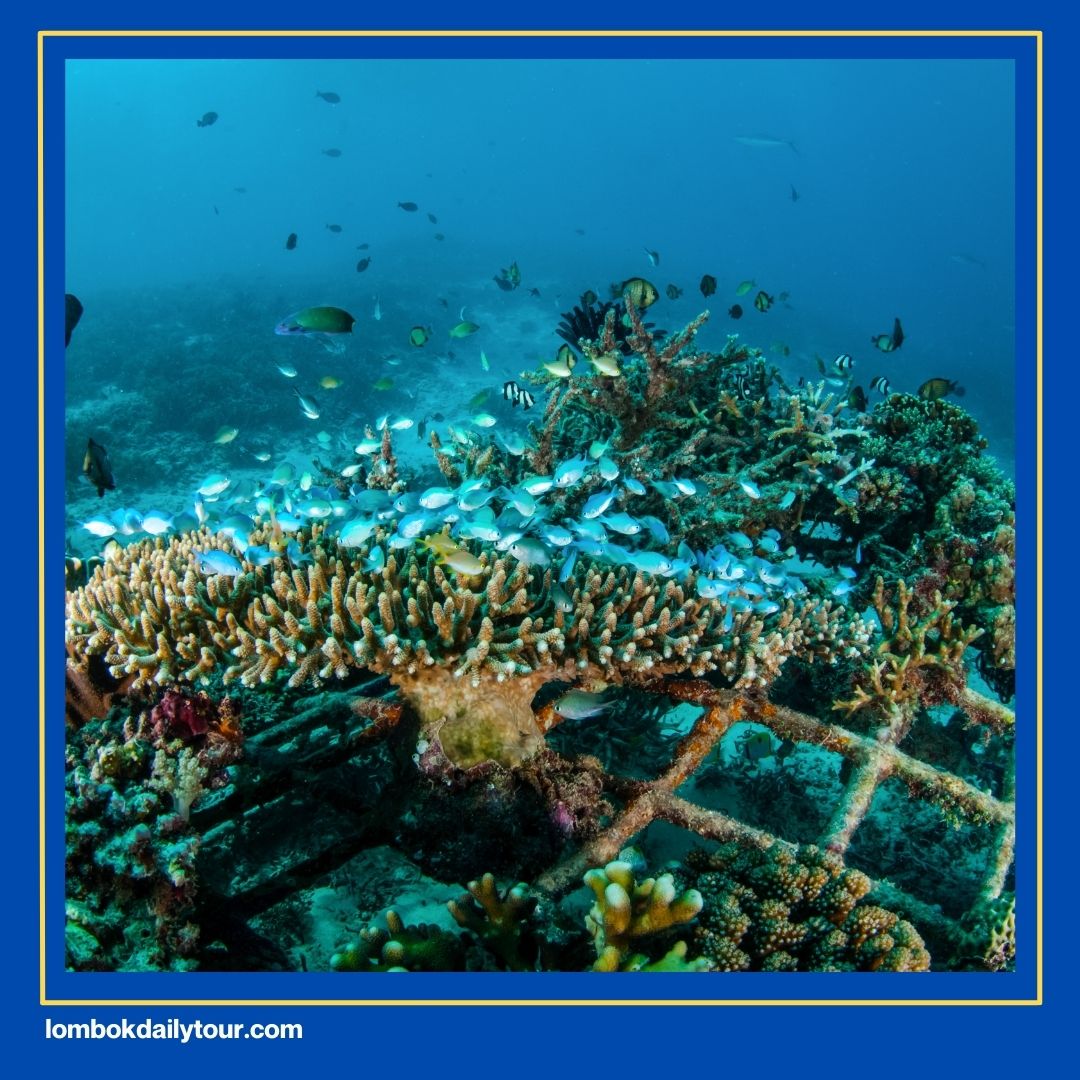3 Spot Gili Nanggu Snorkeling Terbaik Yang Wajib Dikunjungi! 1 Pantai Karang Timur di Gili Nanggu.