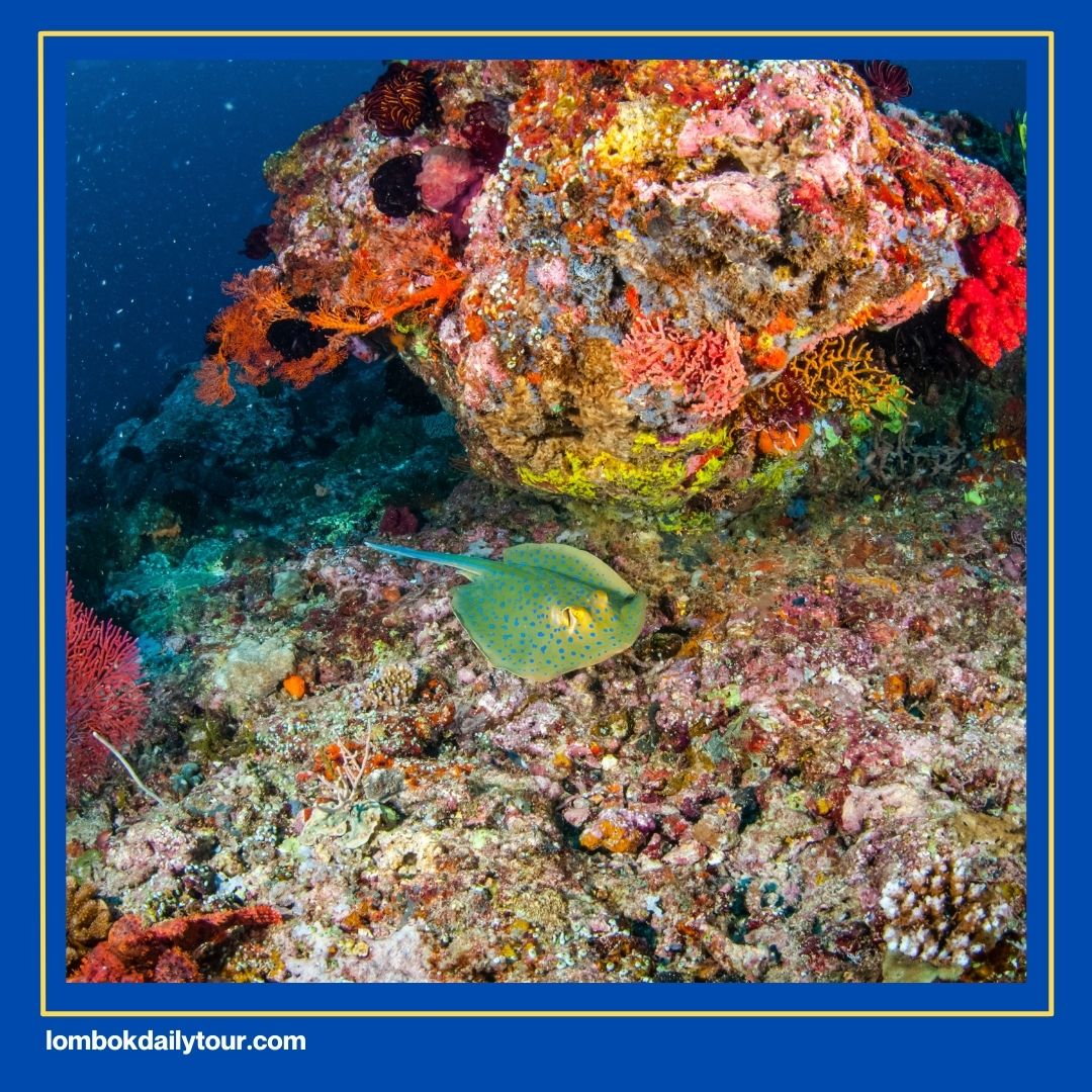 3 Spot Gili Nanggu Snorkeling Terbaik Yang Wajib Dikunjungi! 3 Spot Feeding Ikan di Gili Nanggu.